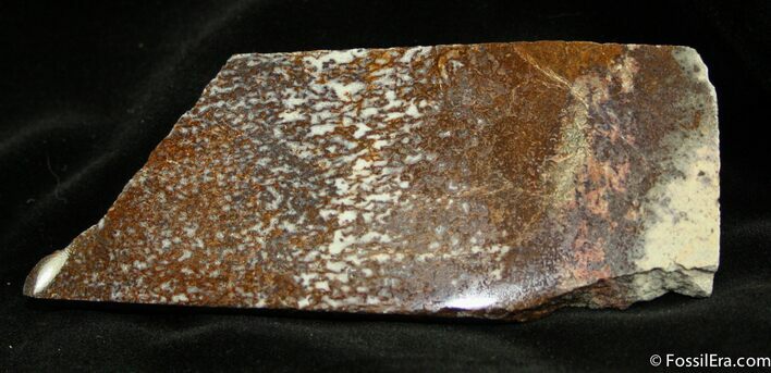 Polished Dinosaur Bone ( x inches) #891